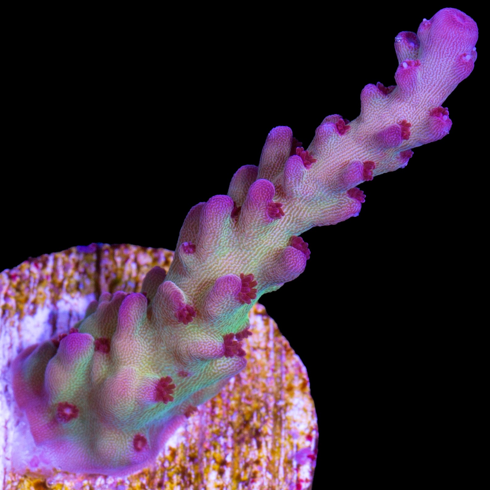 RRC OG Avenger Acropora Coral