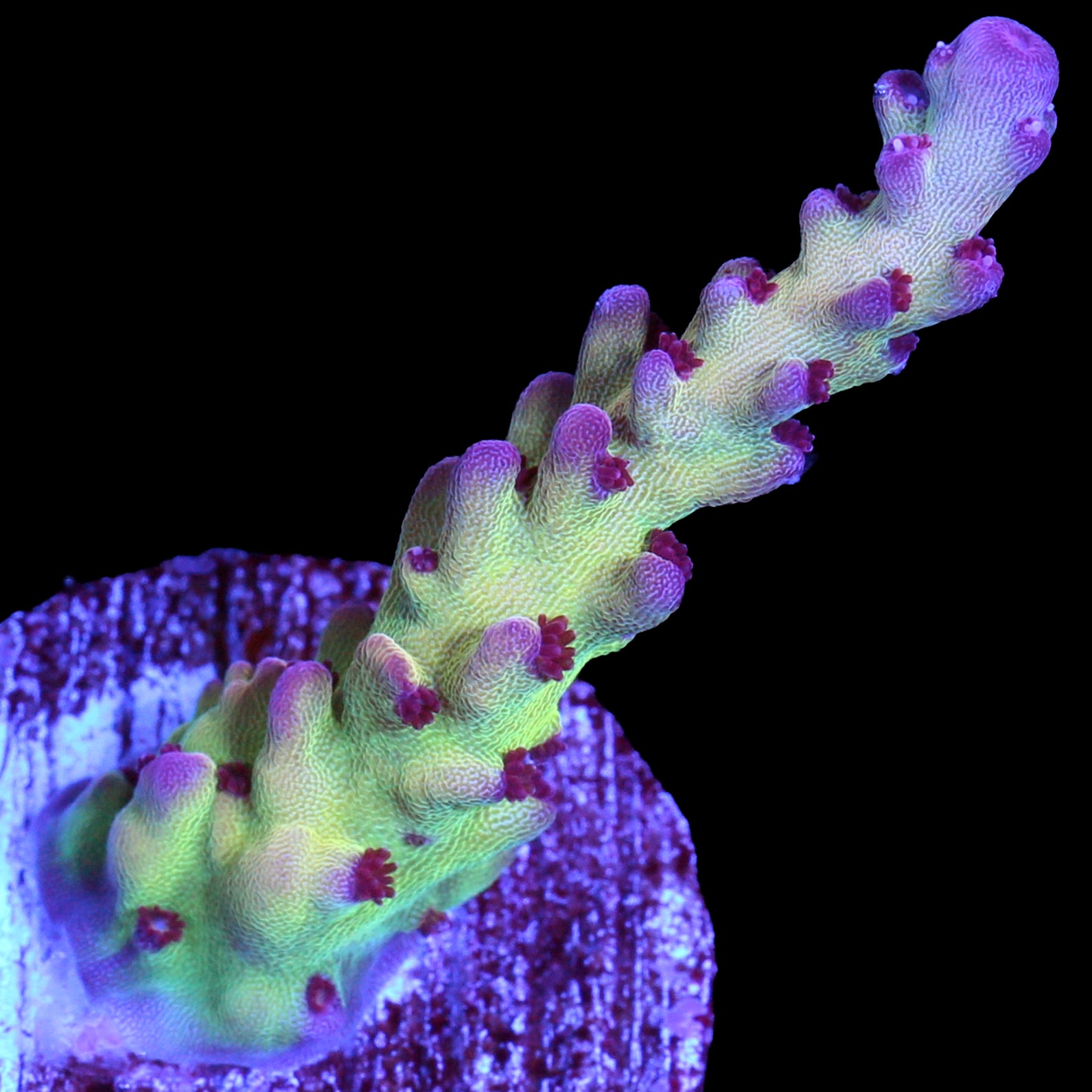 RRC OG Avenger Acropora Coral