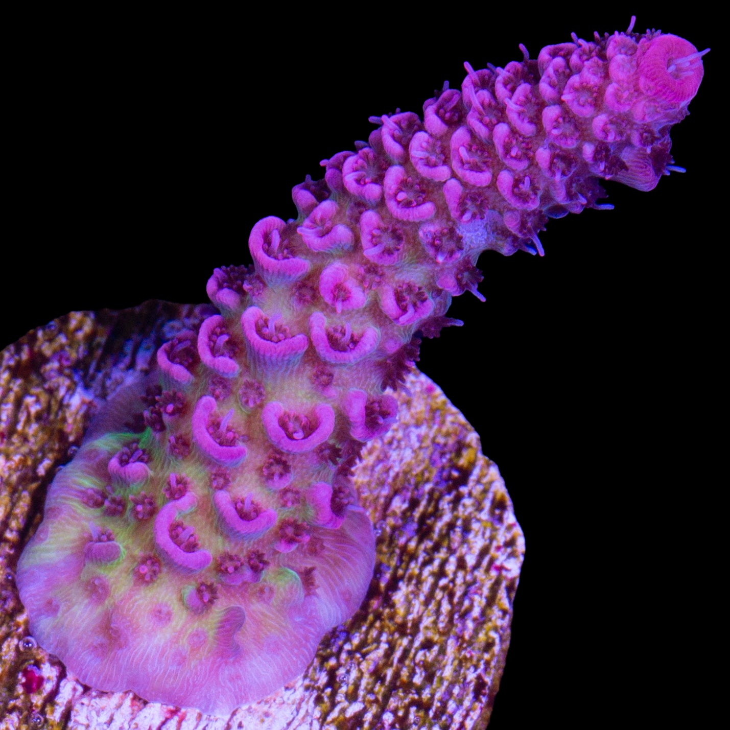Festivus Acropora Coral