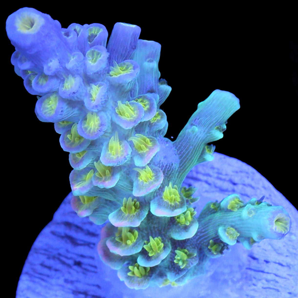 R66 Magic Marker Tenuis Acropora Coral