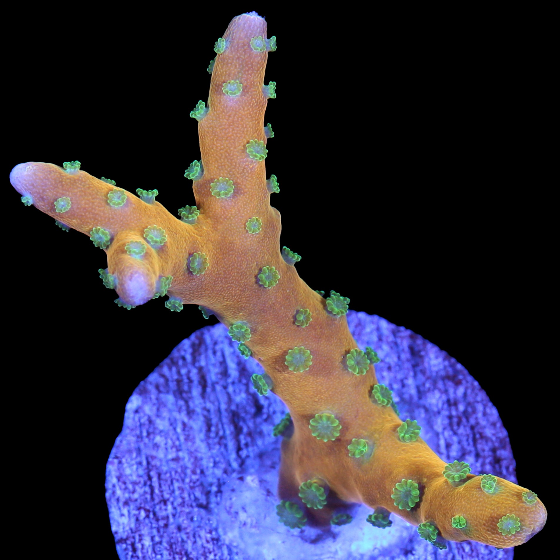 Tropicana Anacropora Coral