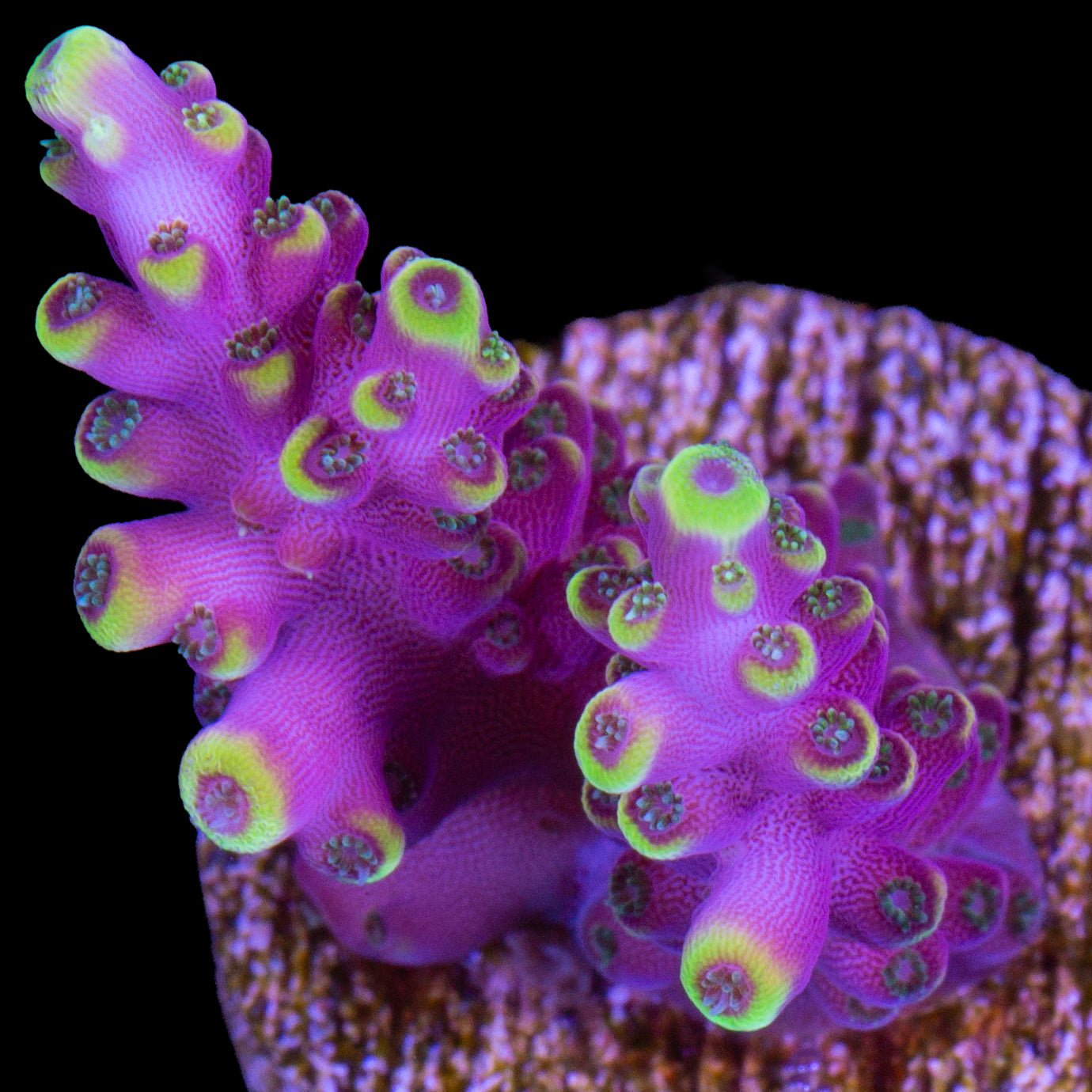 Firecracker Acropora Coral