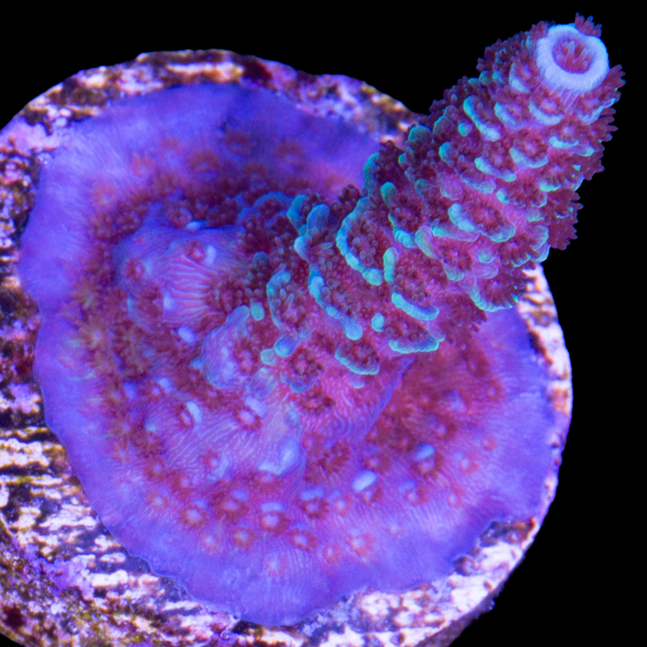 Sapphire Acropora Coral