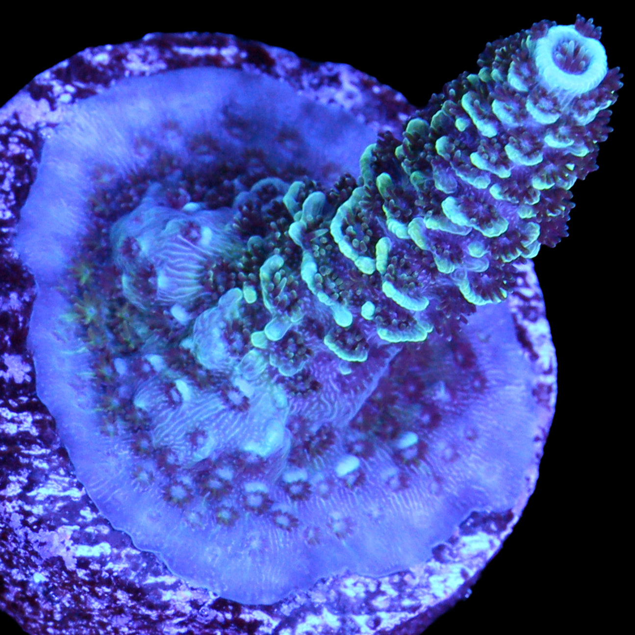 Sapphire Acropora Coral