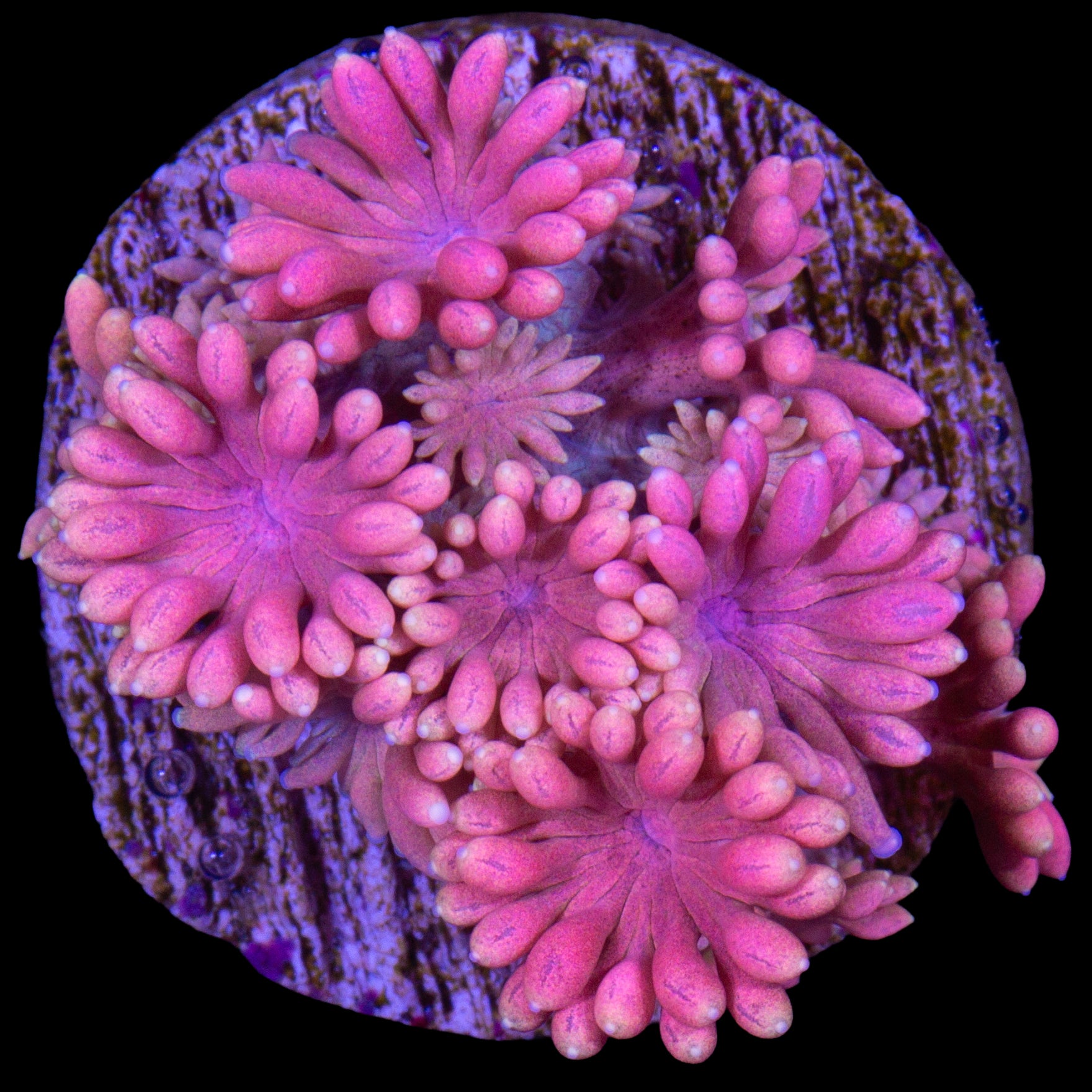 Vivid's Speckled Rose Goniopora Coral