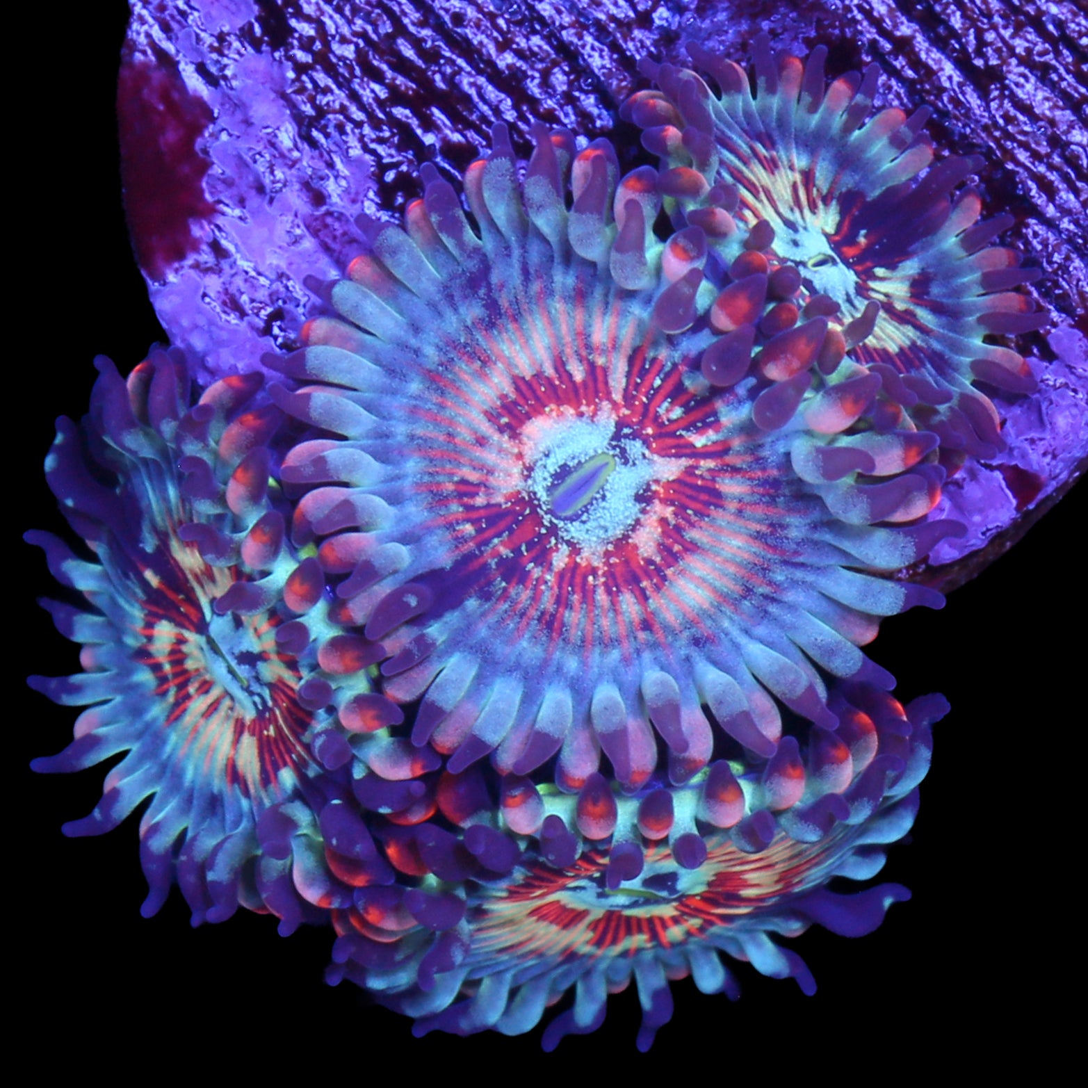 Vivid’s White Zombie Zoanthids