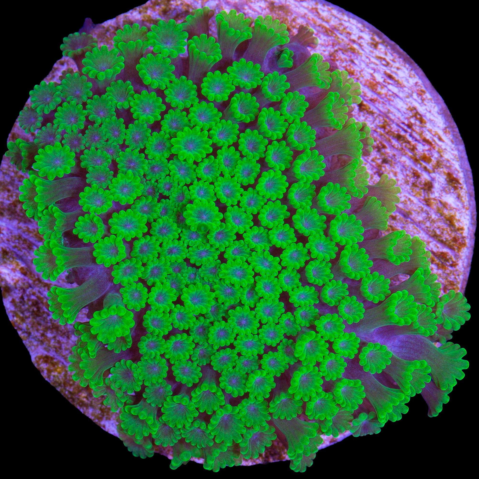 Toxic Bernardpora Coral