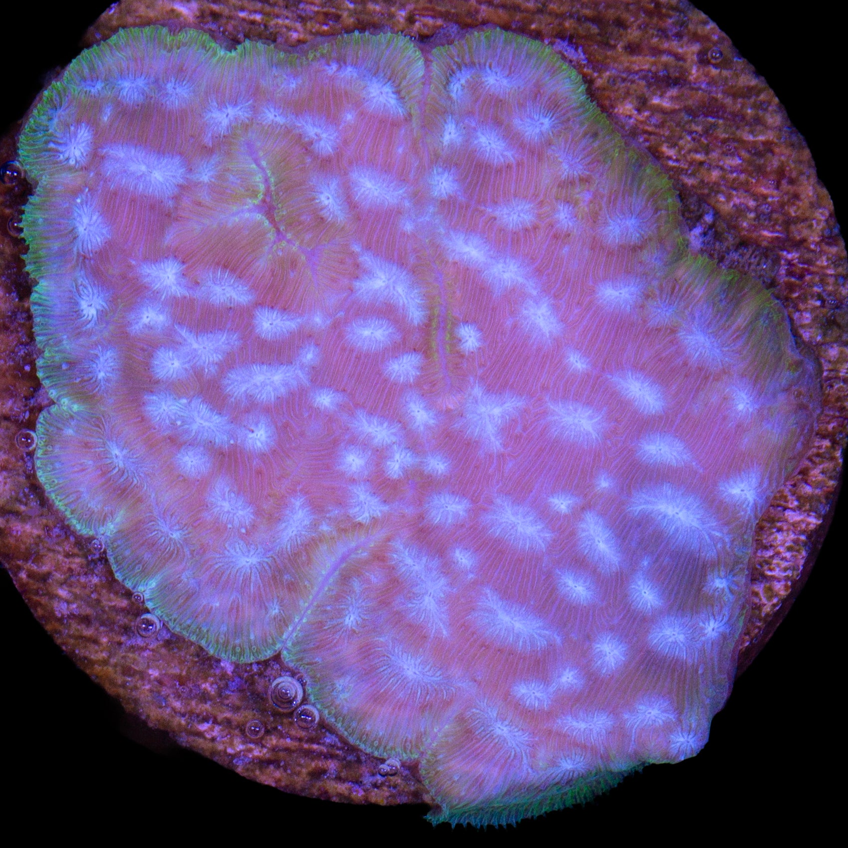 Brain Freeze Leptoseris Coral
