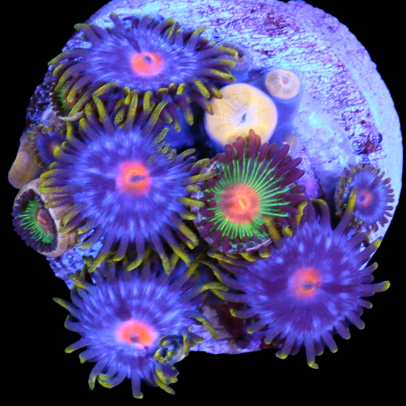 Vivid's Kentucky Blue Grass & Gatorade Combo Zoanthids