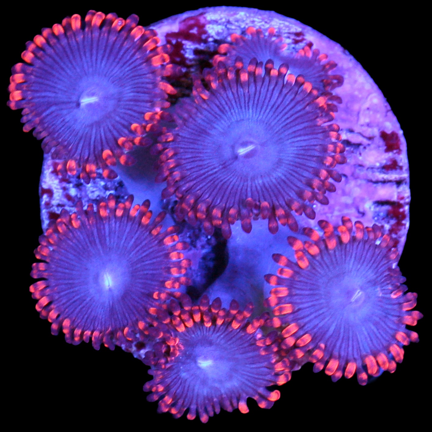 Vivid's Superman Zoanthids