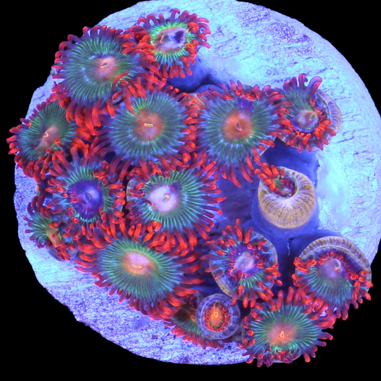 Vivid's Tropicana Zoanthids