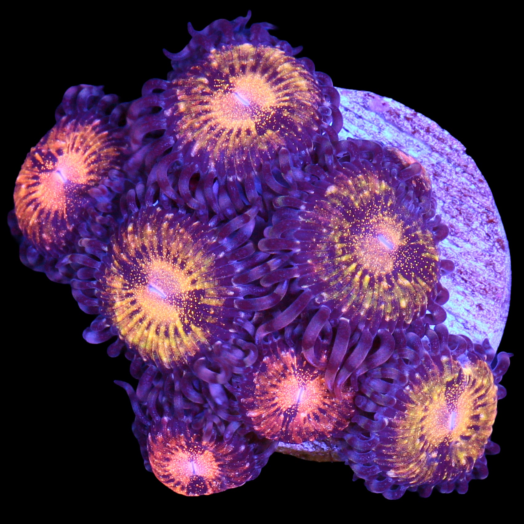 Vivid's Pandora Zoanthids