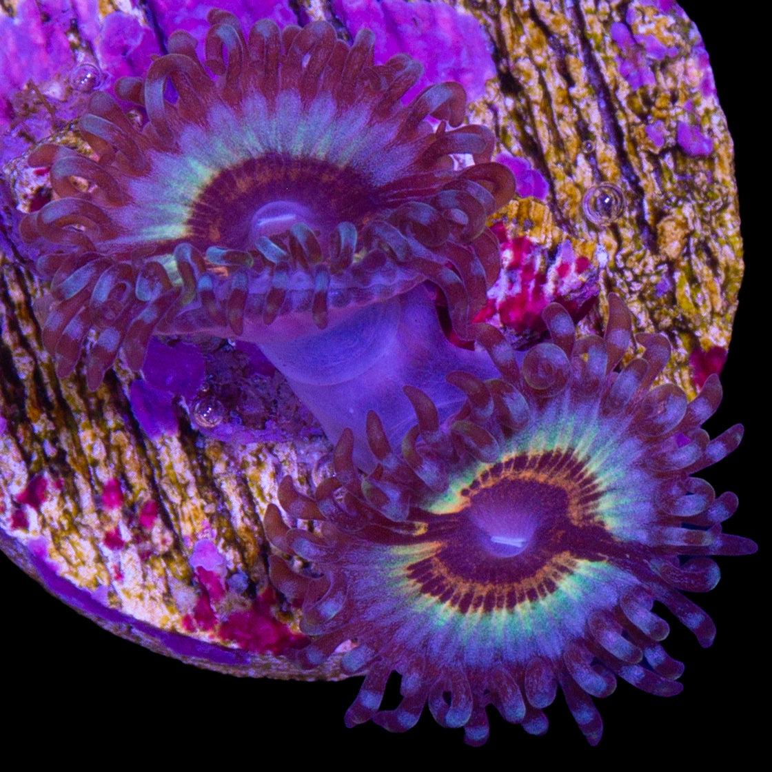 Vivid's Sonic Flare Zoanthids