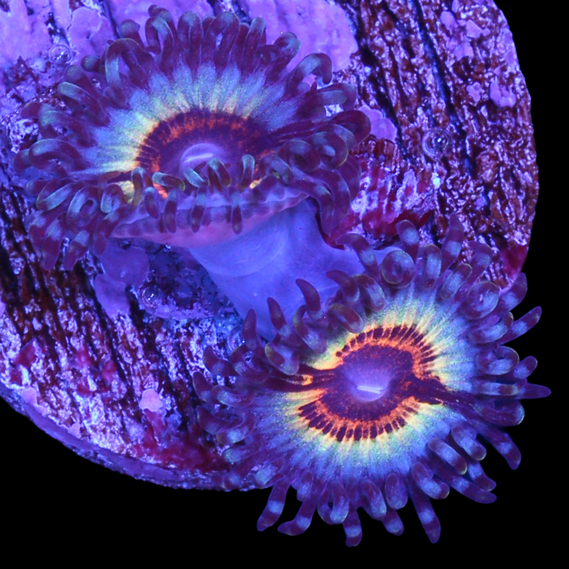 Vivid's Sonic Flare Zoanthids