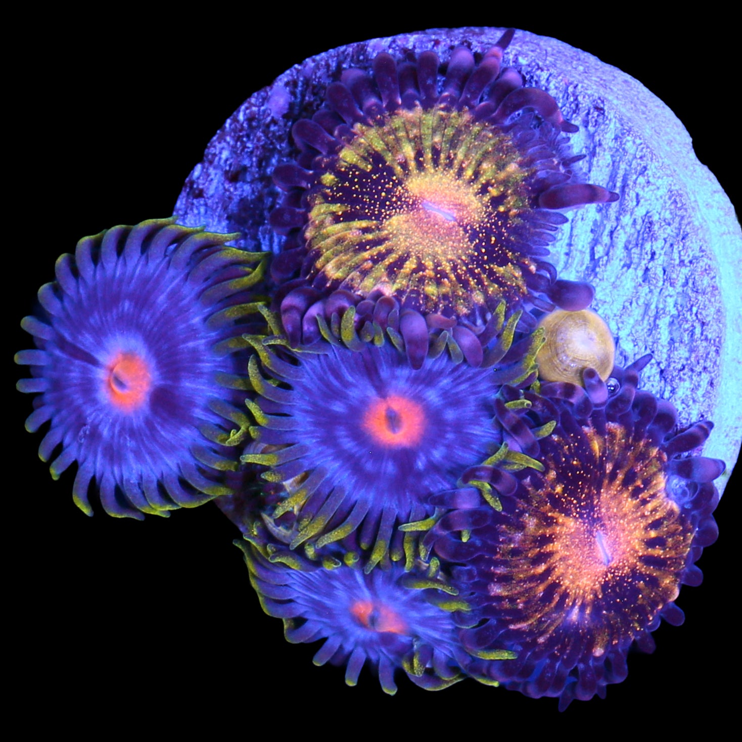 Vivid's Kentucky Blue Grass & Pandora Zoanthid Combo