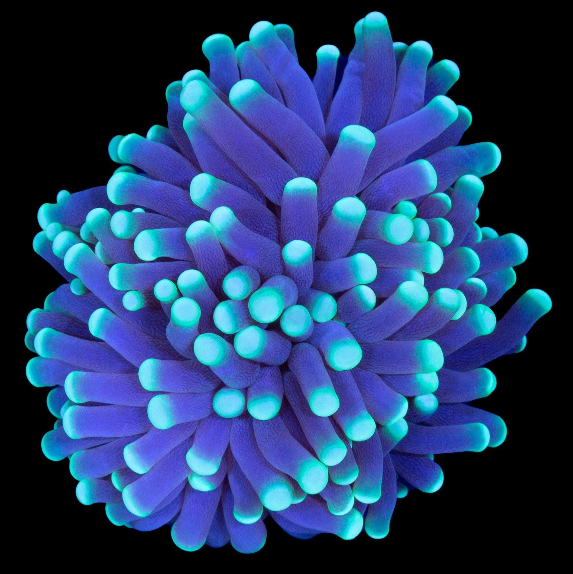 Intergalactic Torch Coral