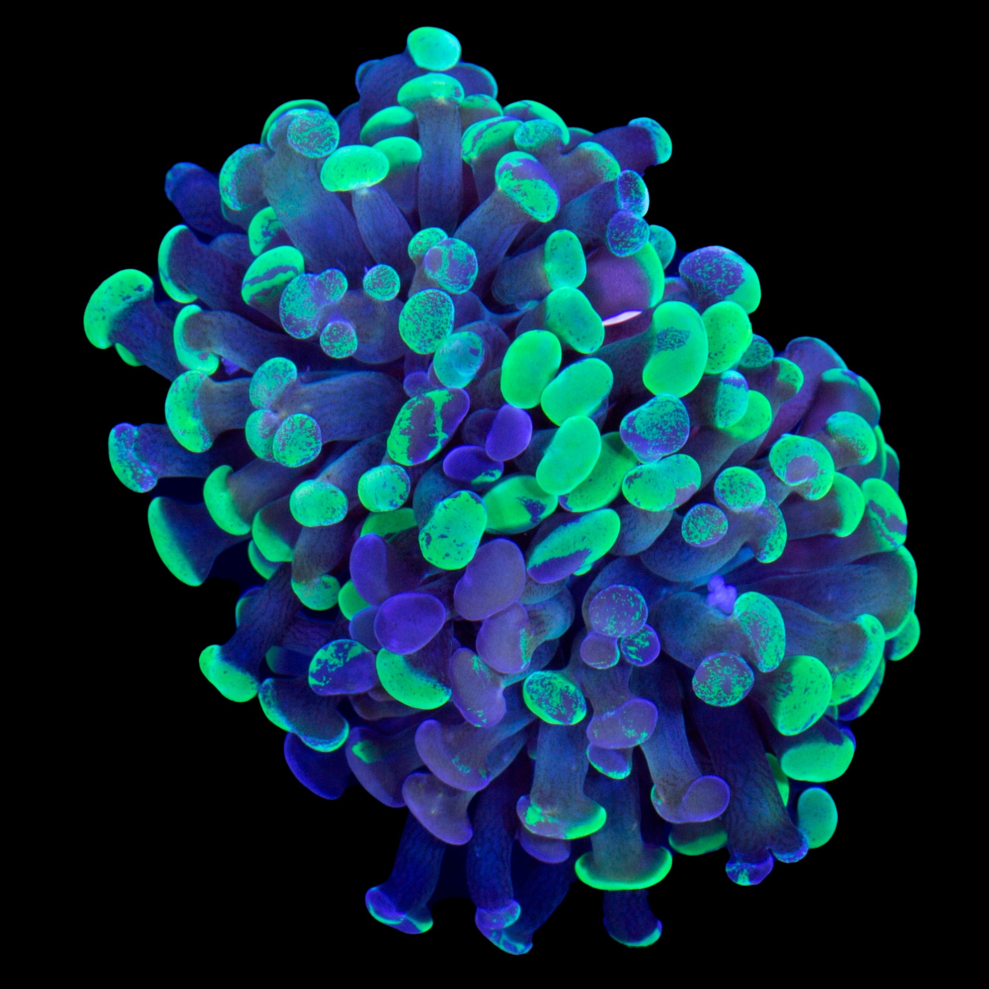 Marbled Branching Hammer Coral