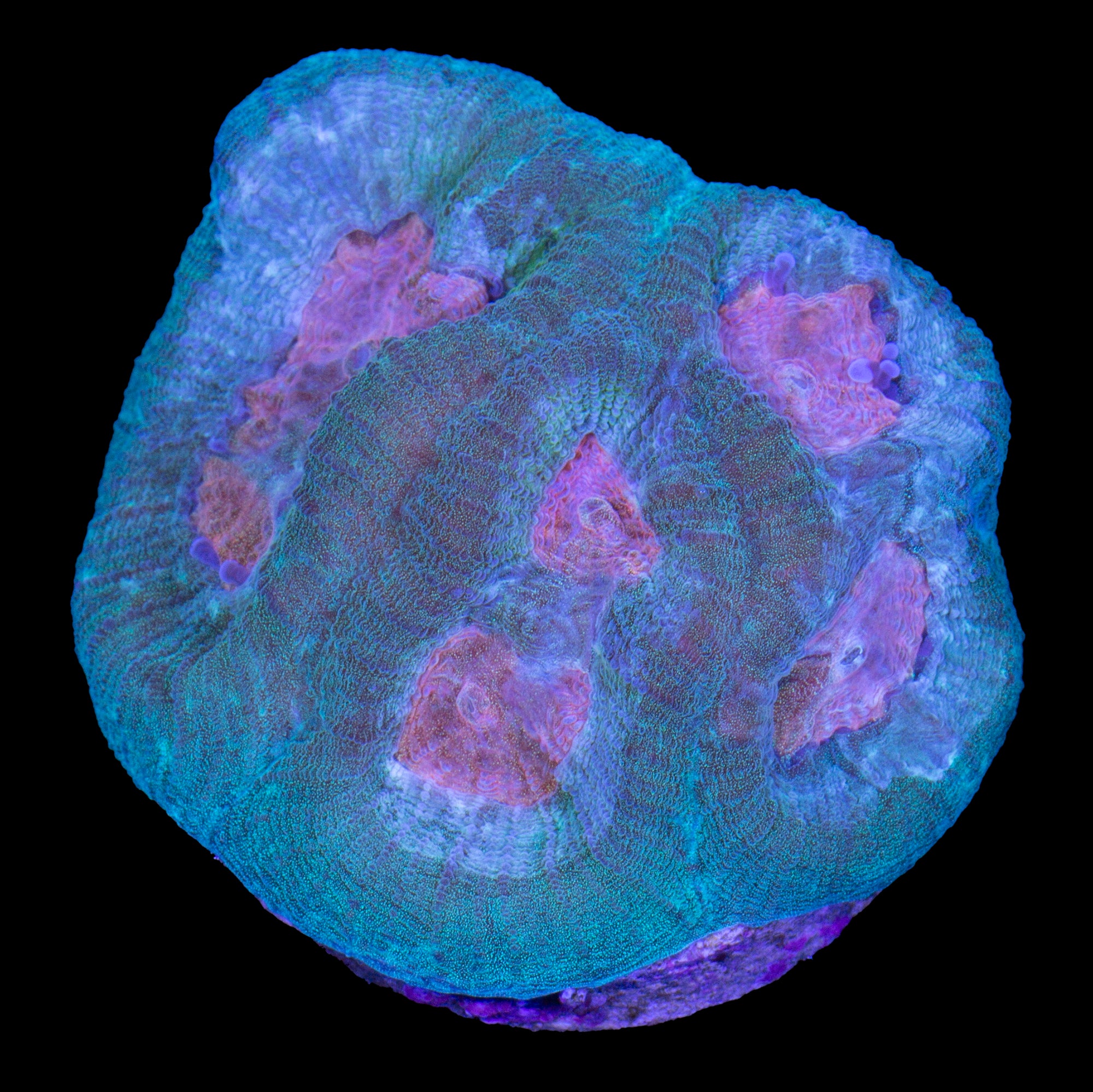 Orange Eye Favia Coral