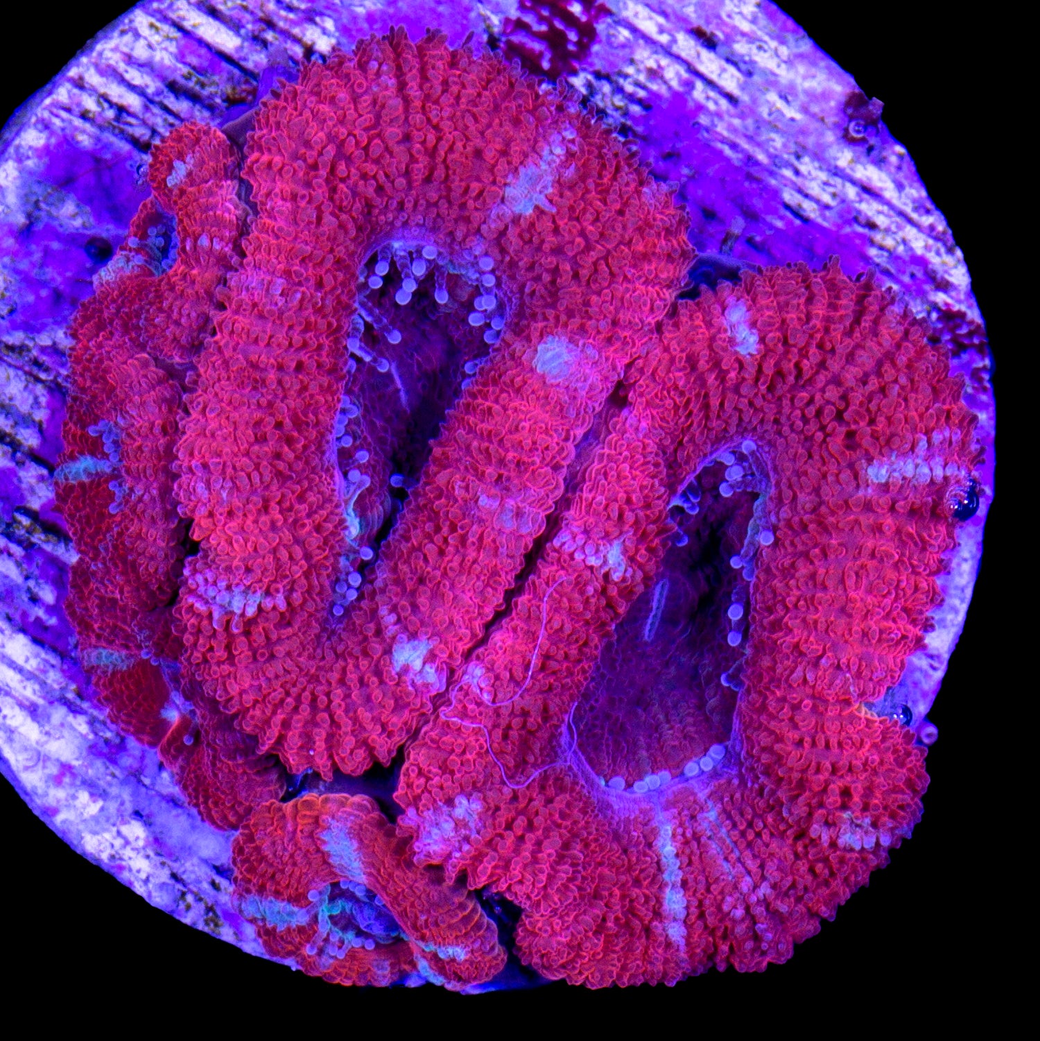 Ultra Red Acan Coral