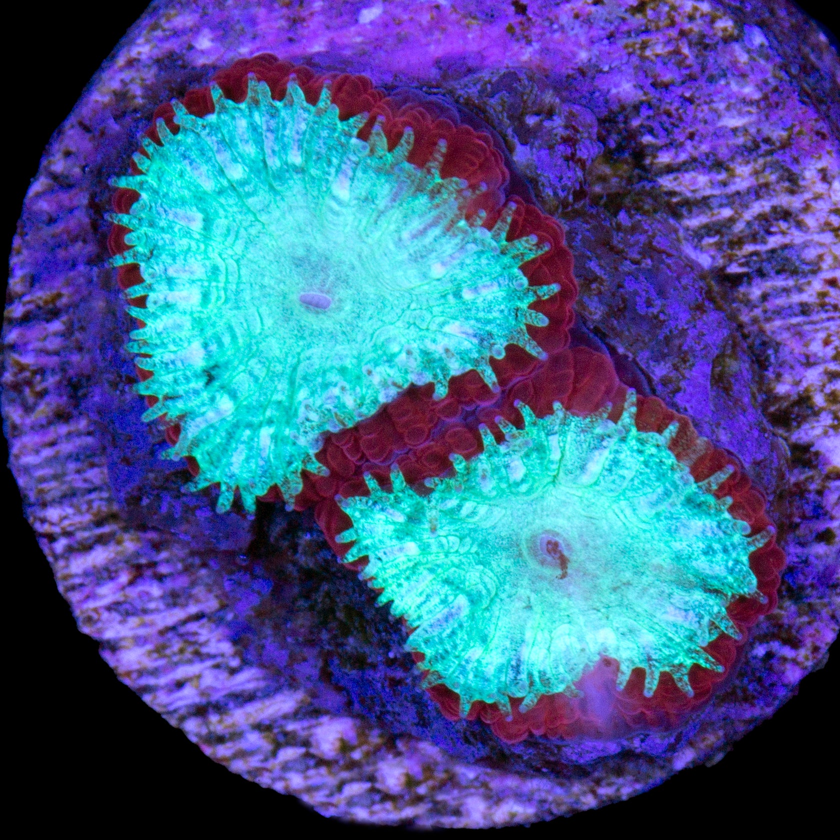 Vivid's Crimson Favia Coral