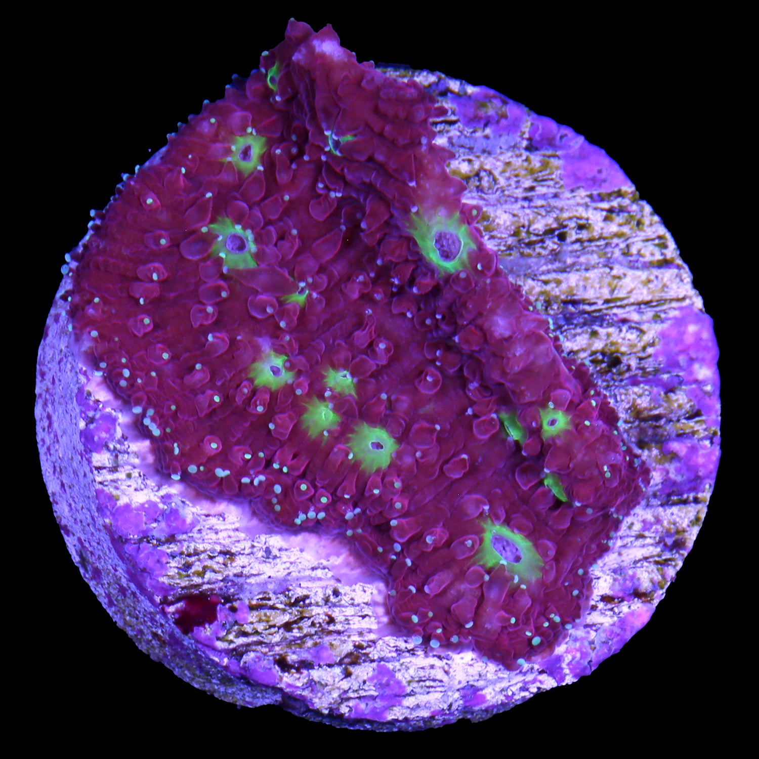 Strawberry Lithophyllon Coral