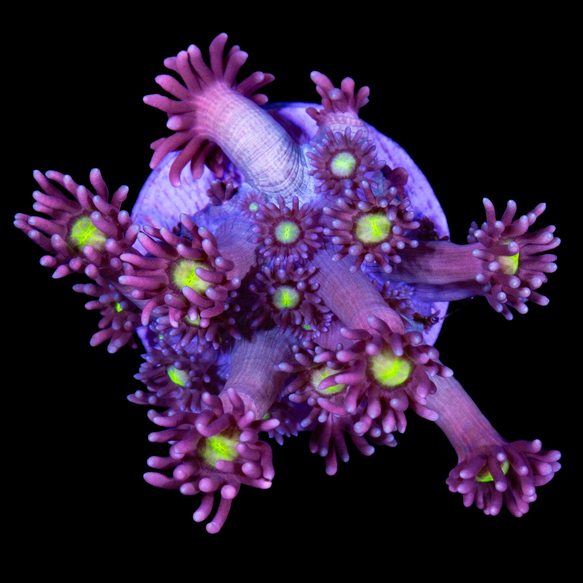 Vivid's Yellow Eye Pink Goniopora Coral