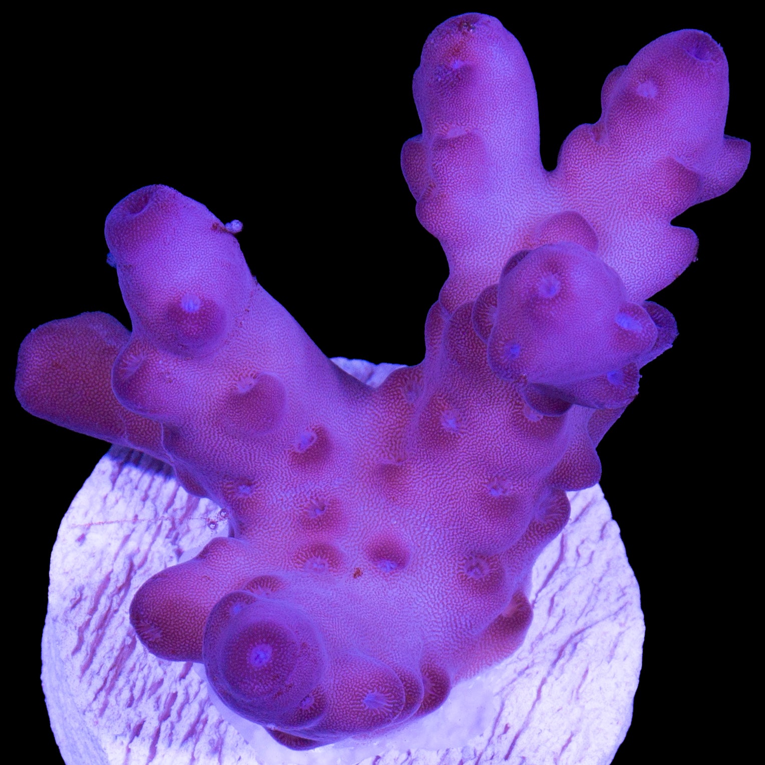 Solomon Island Purple Monster Acropora Coral (imported 2024) - Lg Frag