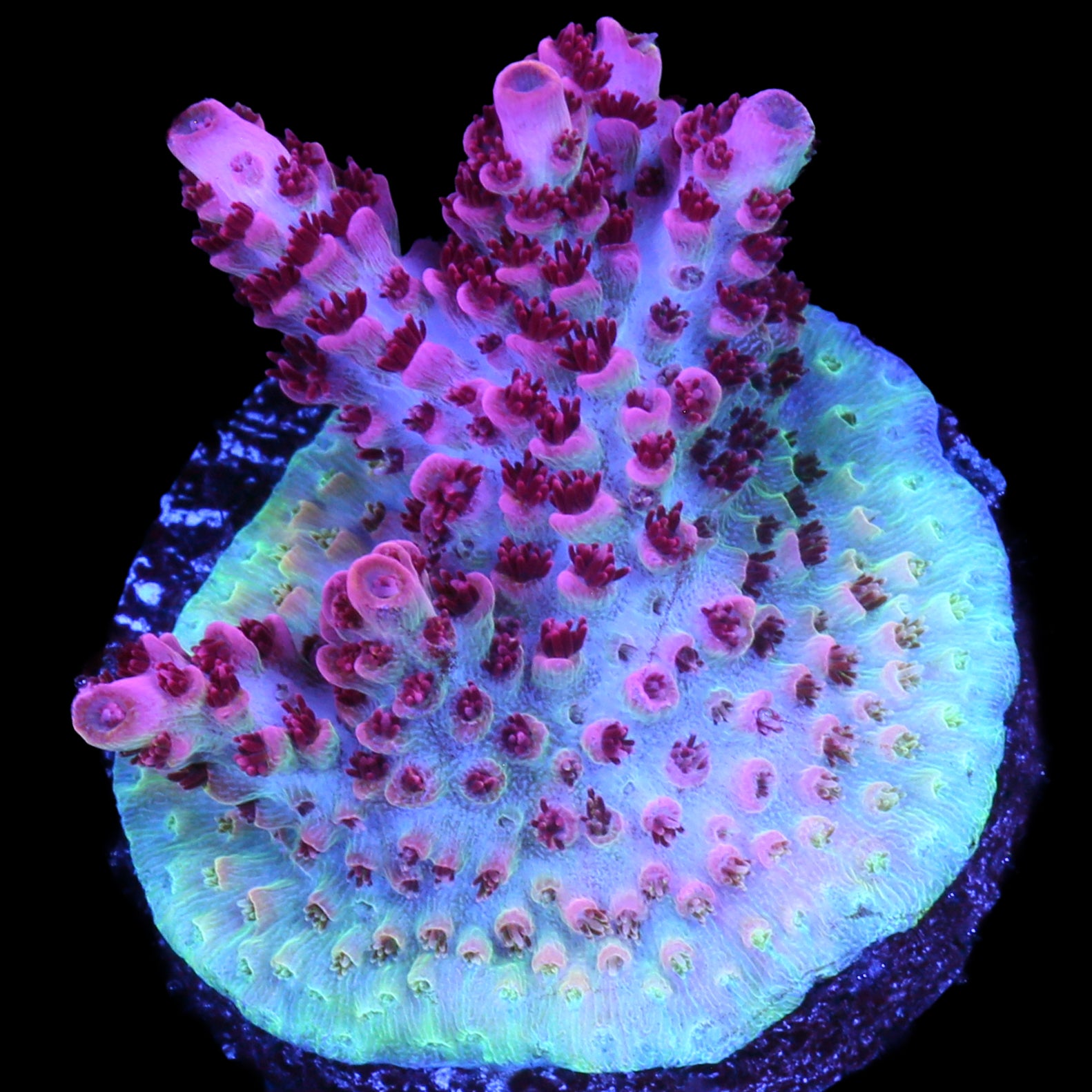 Fruity Pebbles Acropora Coral