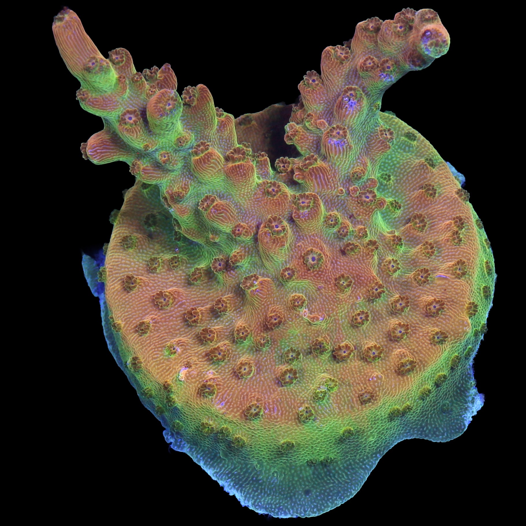 Mango Tango Acropora Coral