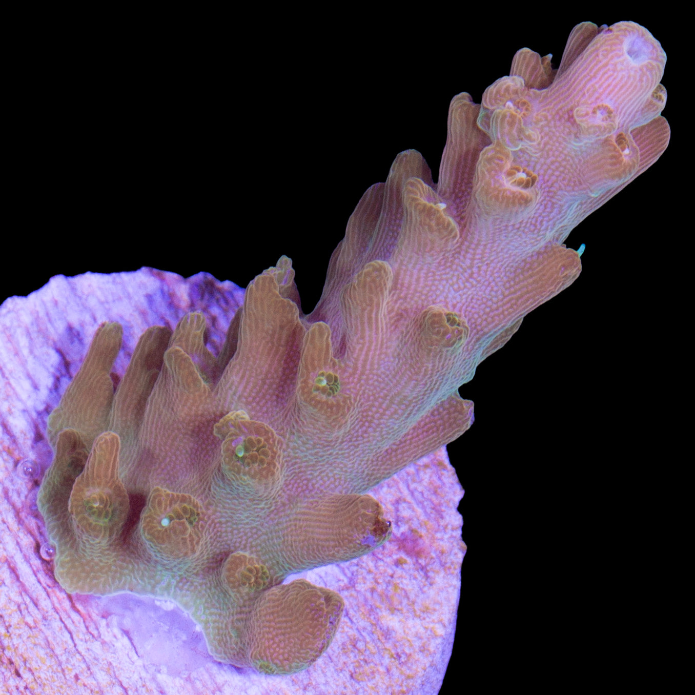 TGC Orange Creamsicle Acropora Coral - New Release