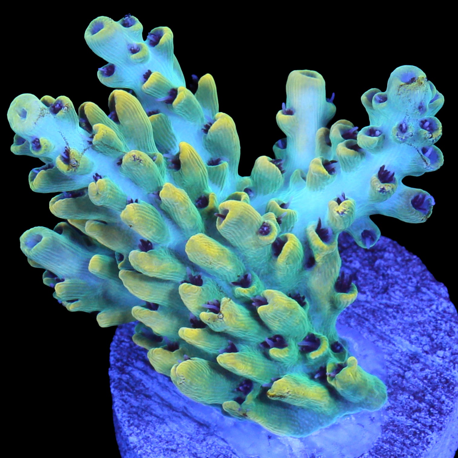 TCK Pikachu Acropora Coral - Chunky Frag