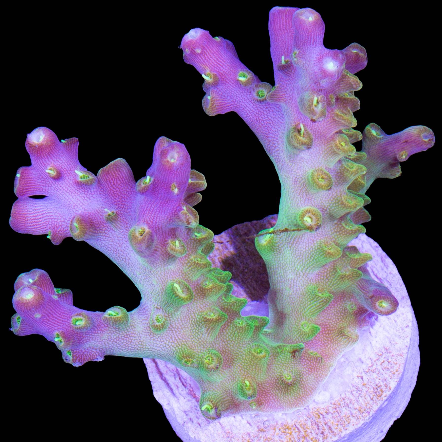 Tequila Sunrise Acropora Coral