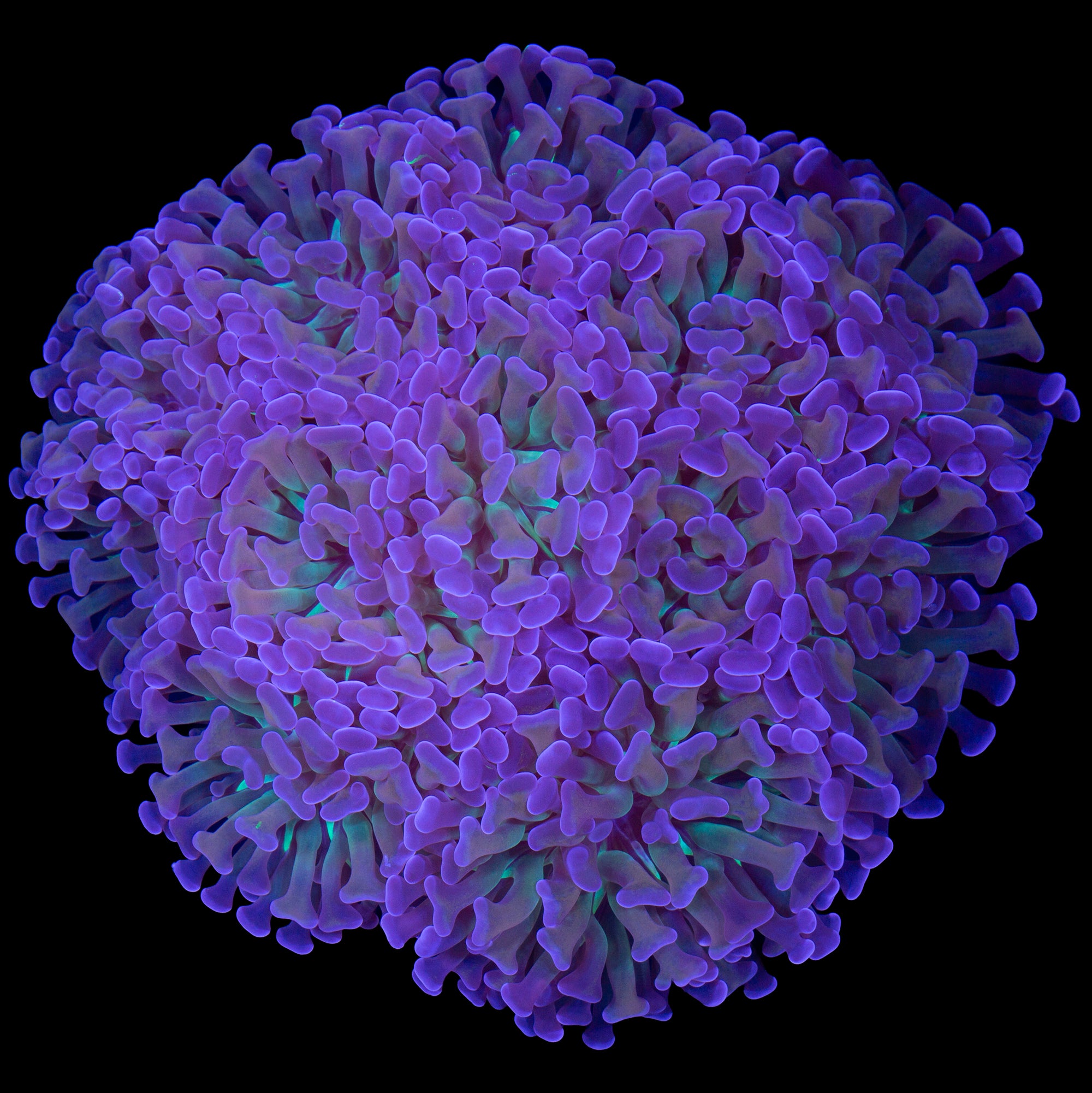 Prism Branching Hammer Coral Colony