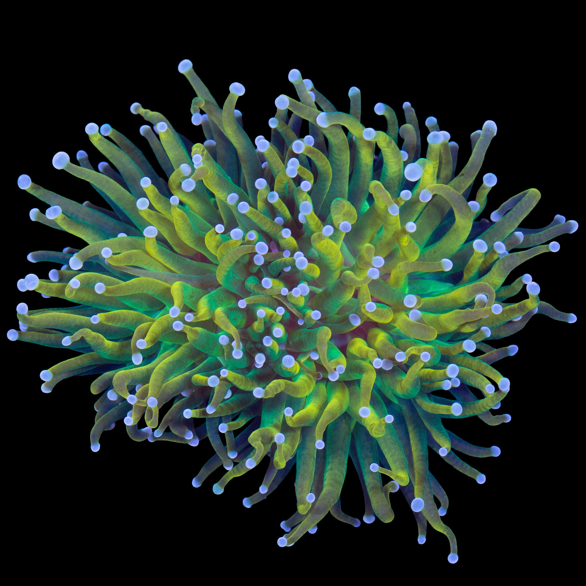 Ultra Holy Grail Torch Coral - 2 heads