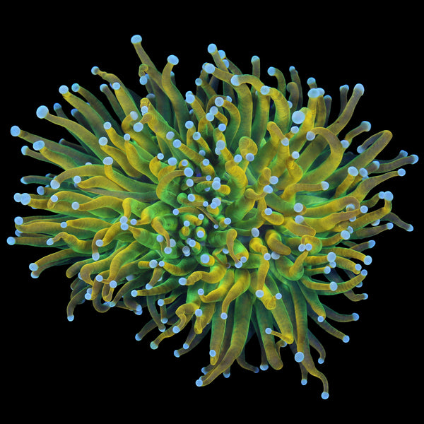 Ultra Holy Grail Torch Coral - 2 heads - Vivid Aquariums