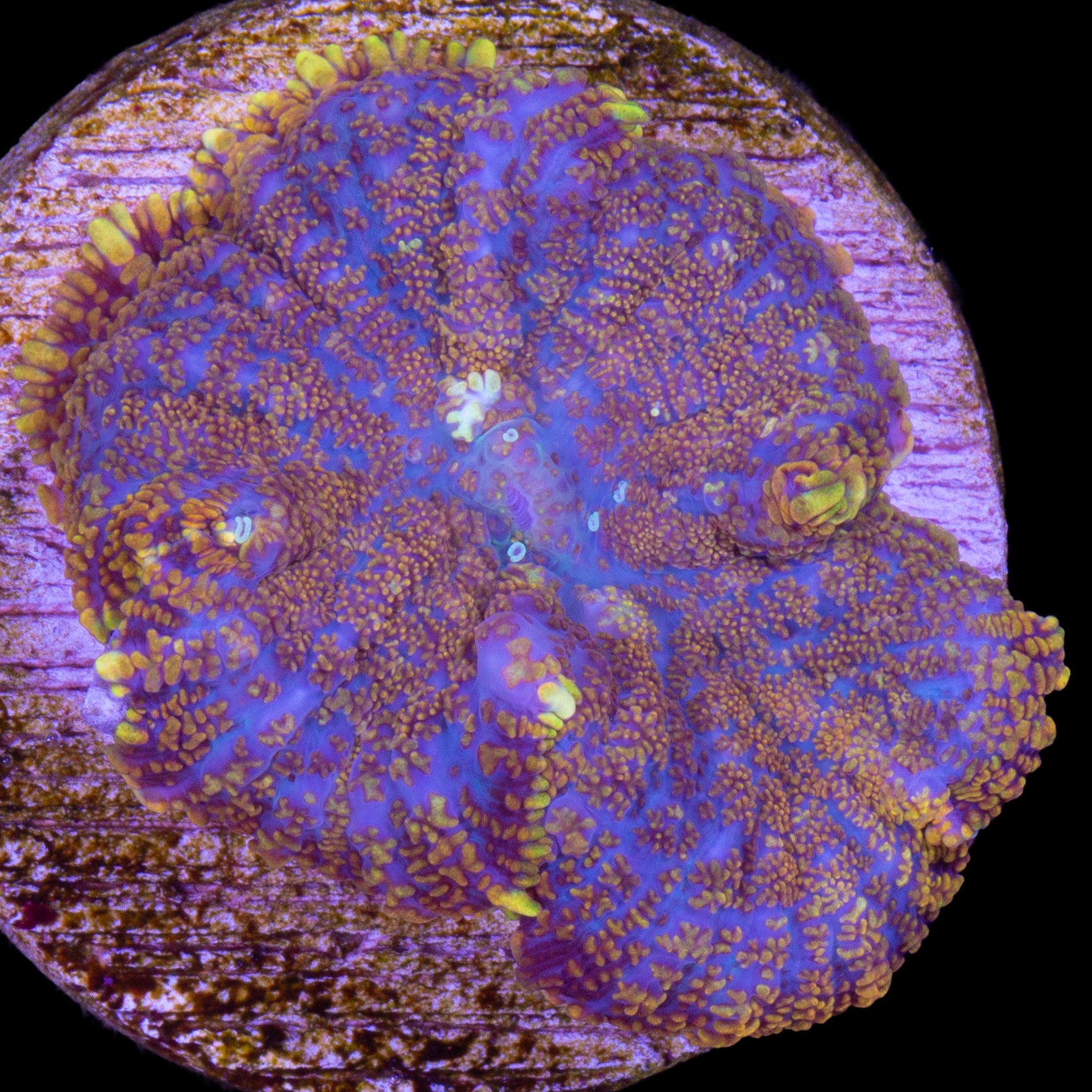 Superman Bullseye Mushroom