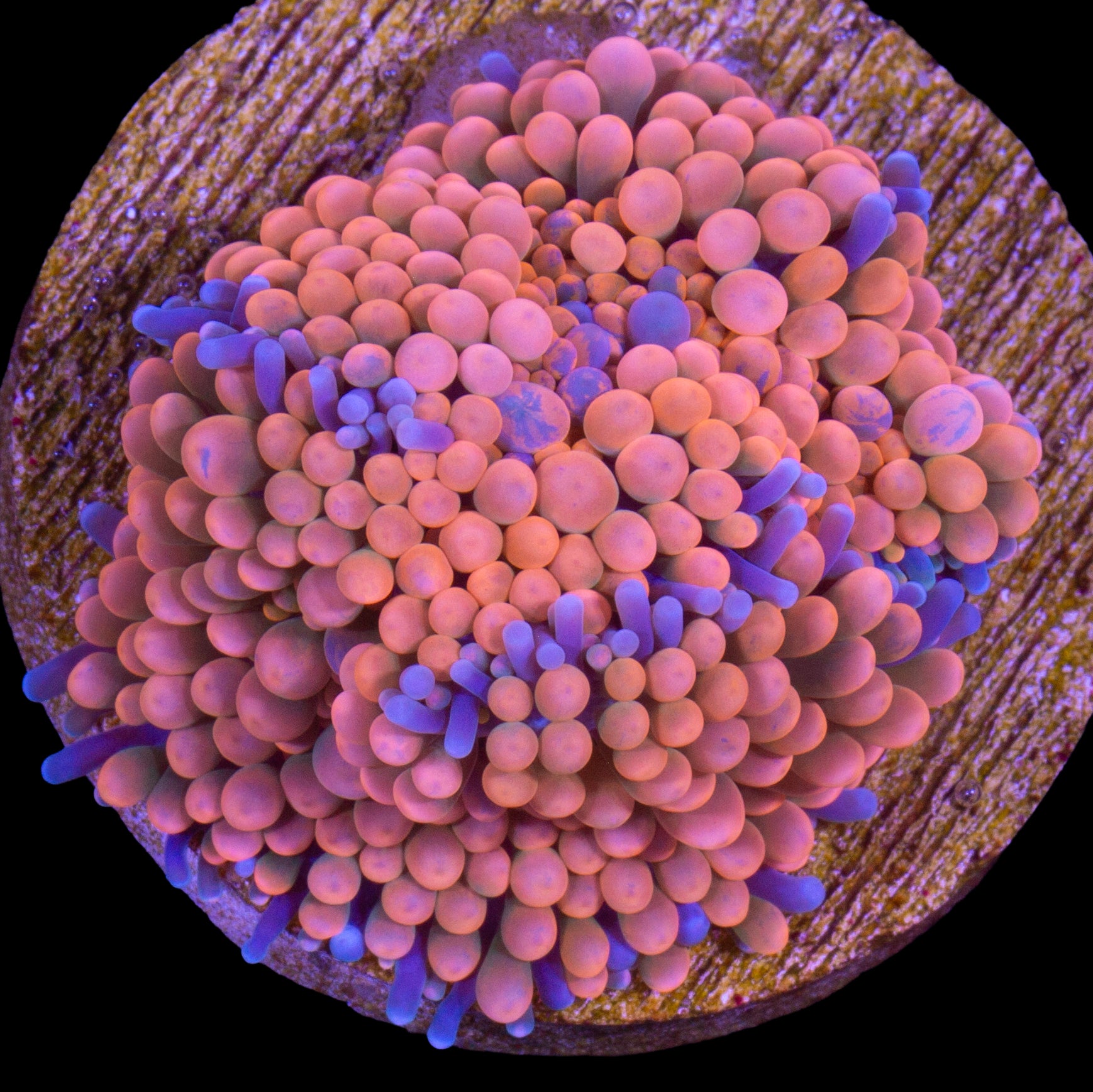 Orange Ricordea Mushroom