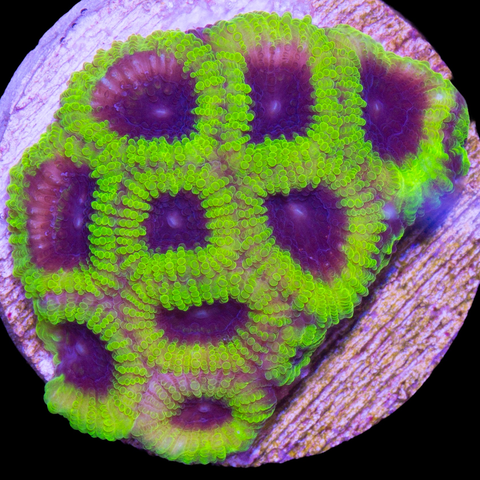 Joker Favia Coral