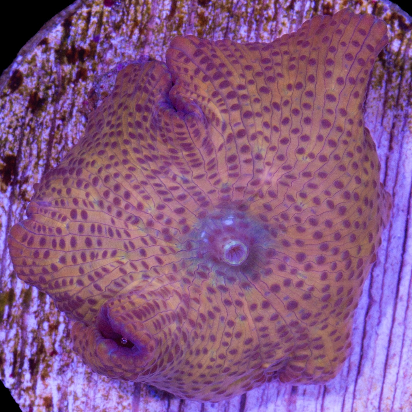 Orange Speckled Flame Mushroom