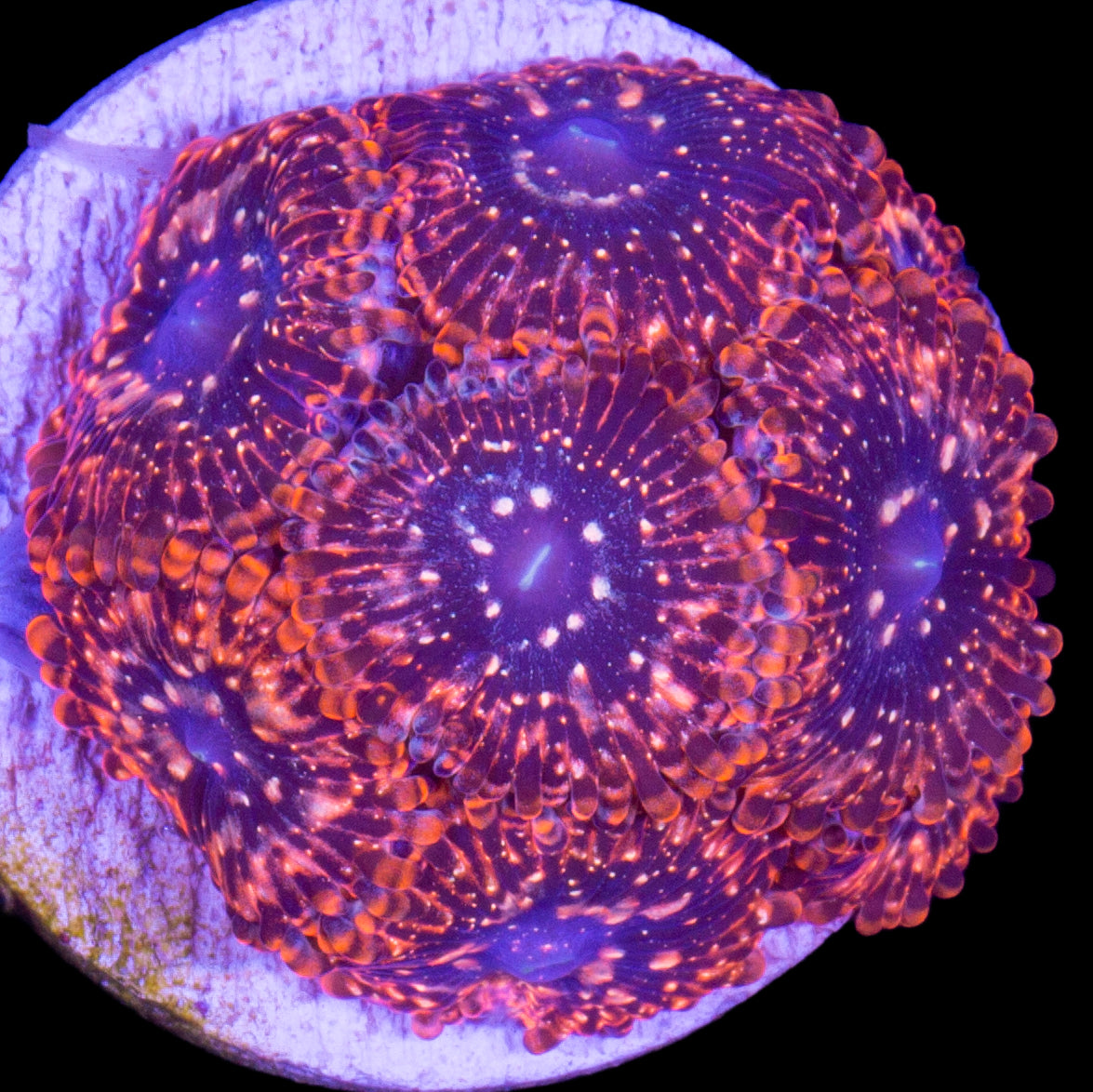 Vivid's Utter Chaos Zoanthids