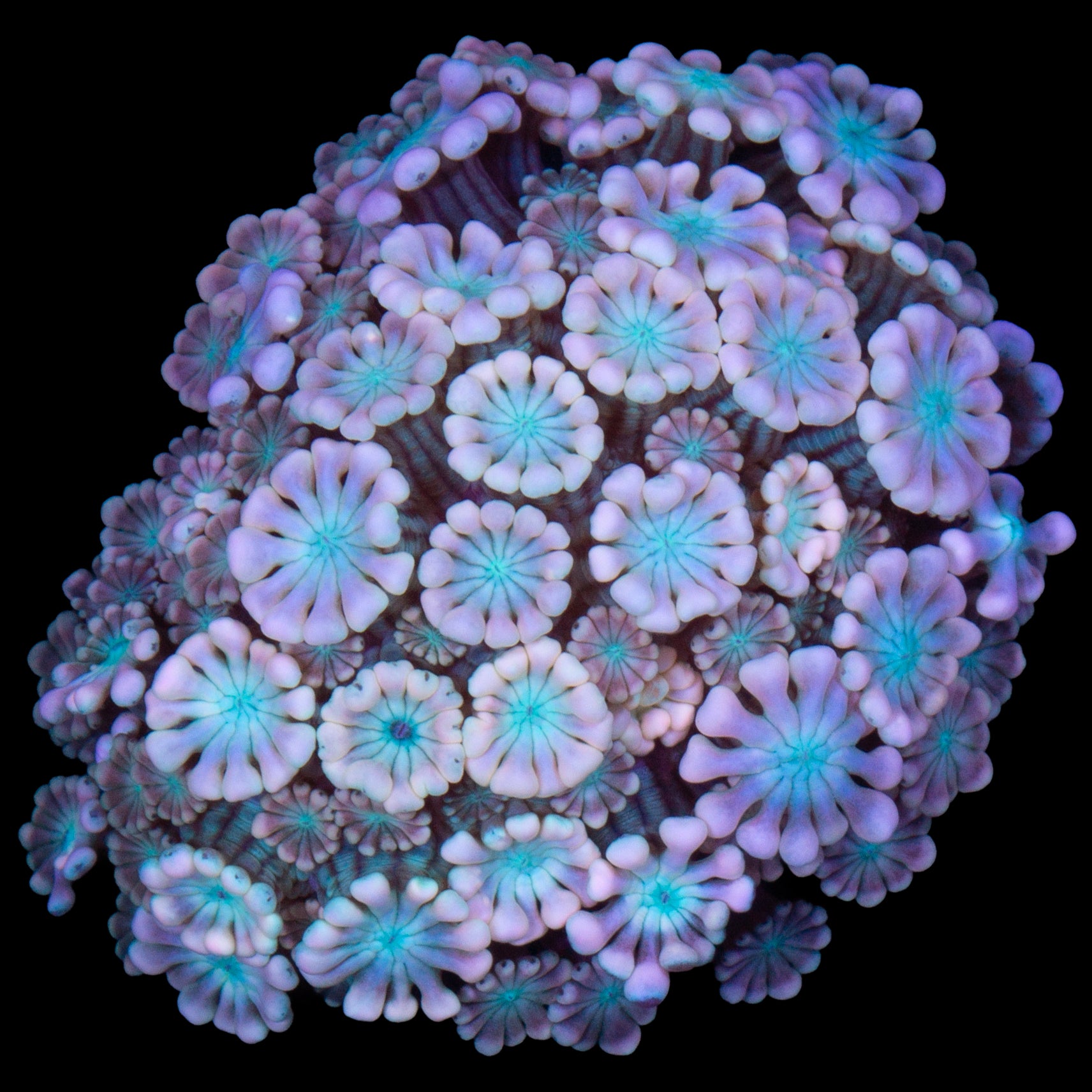 Vivid's Blue Eye Pink Alveopora