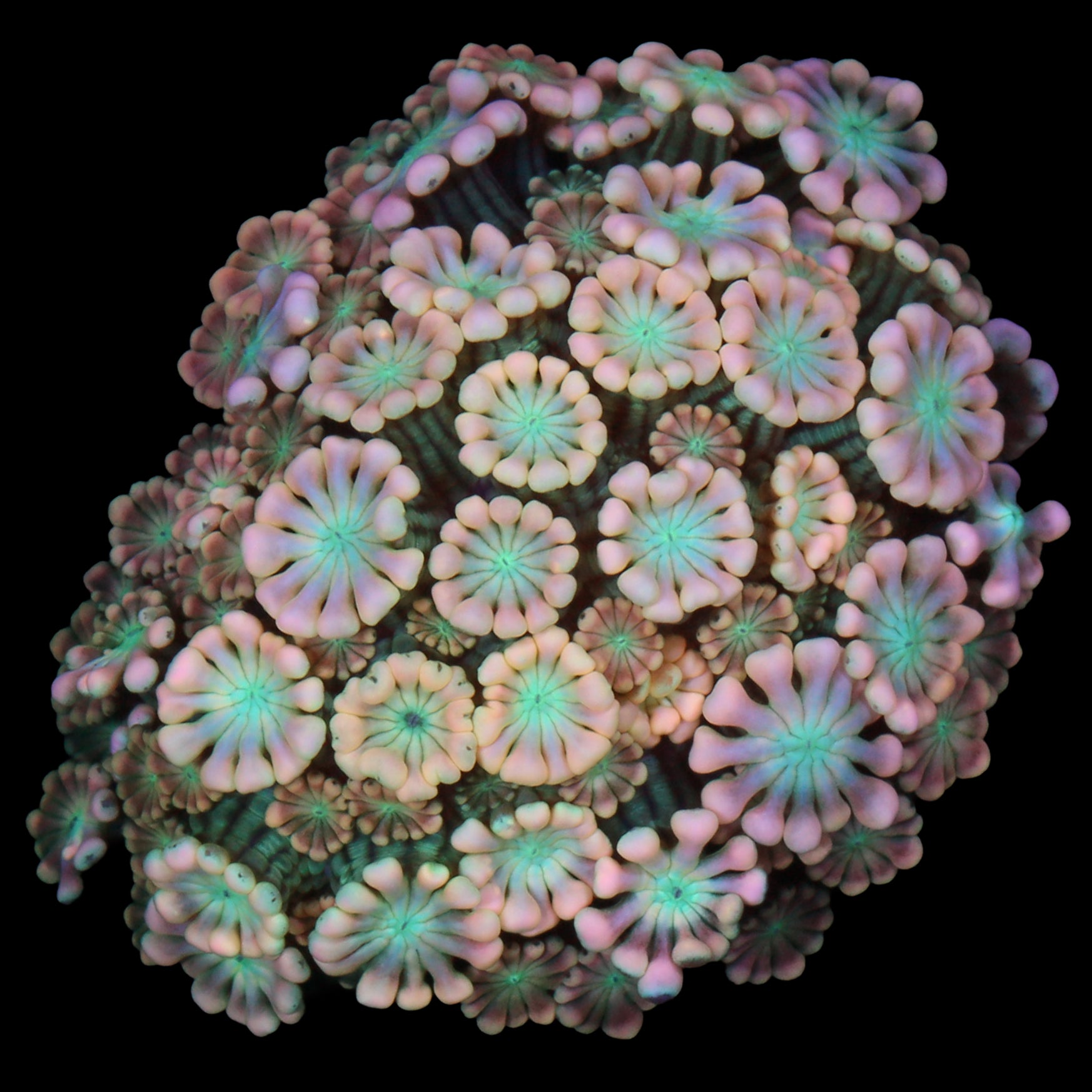 Vivid's Blue Eye Pink Alveopora