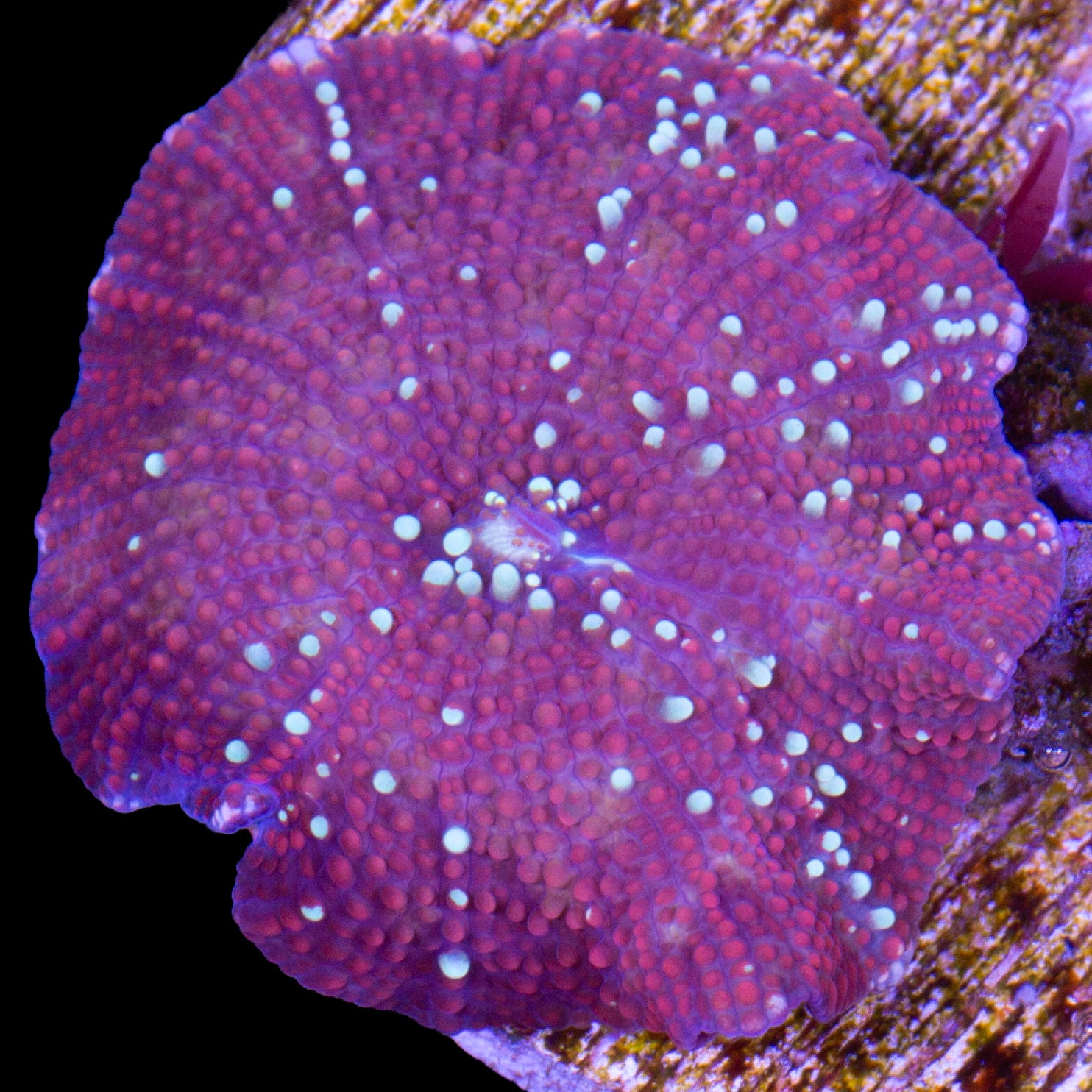 Red Devil Mushroom Coral