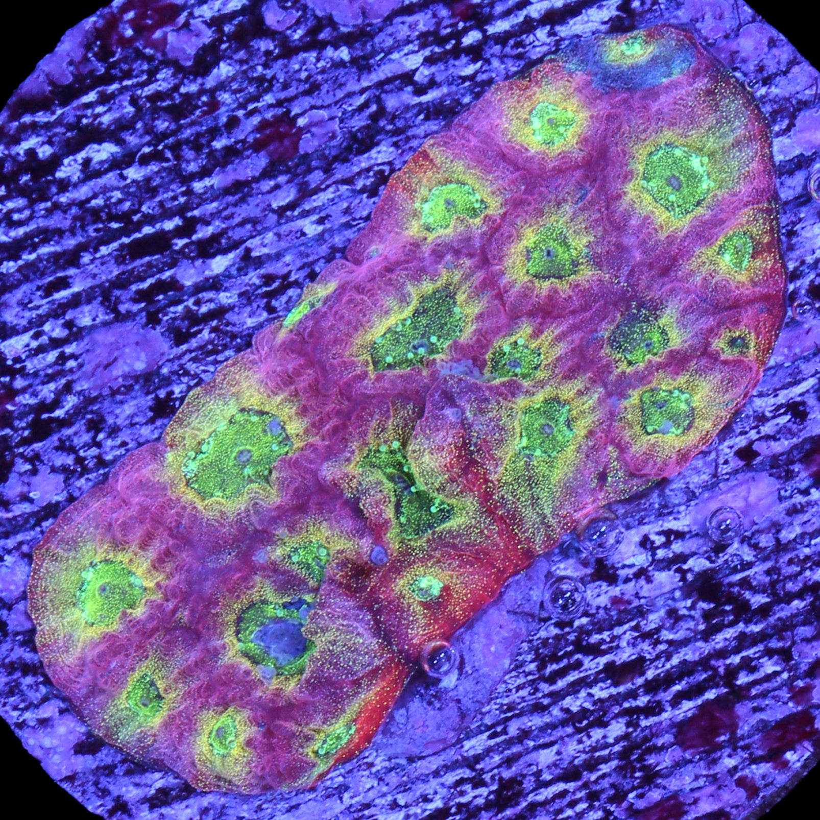 Vivid's Dayglow Favia