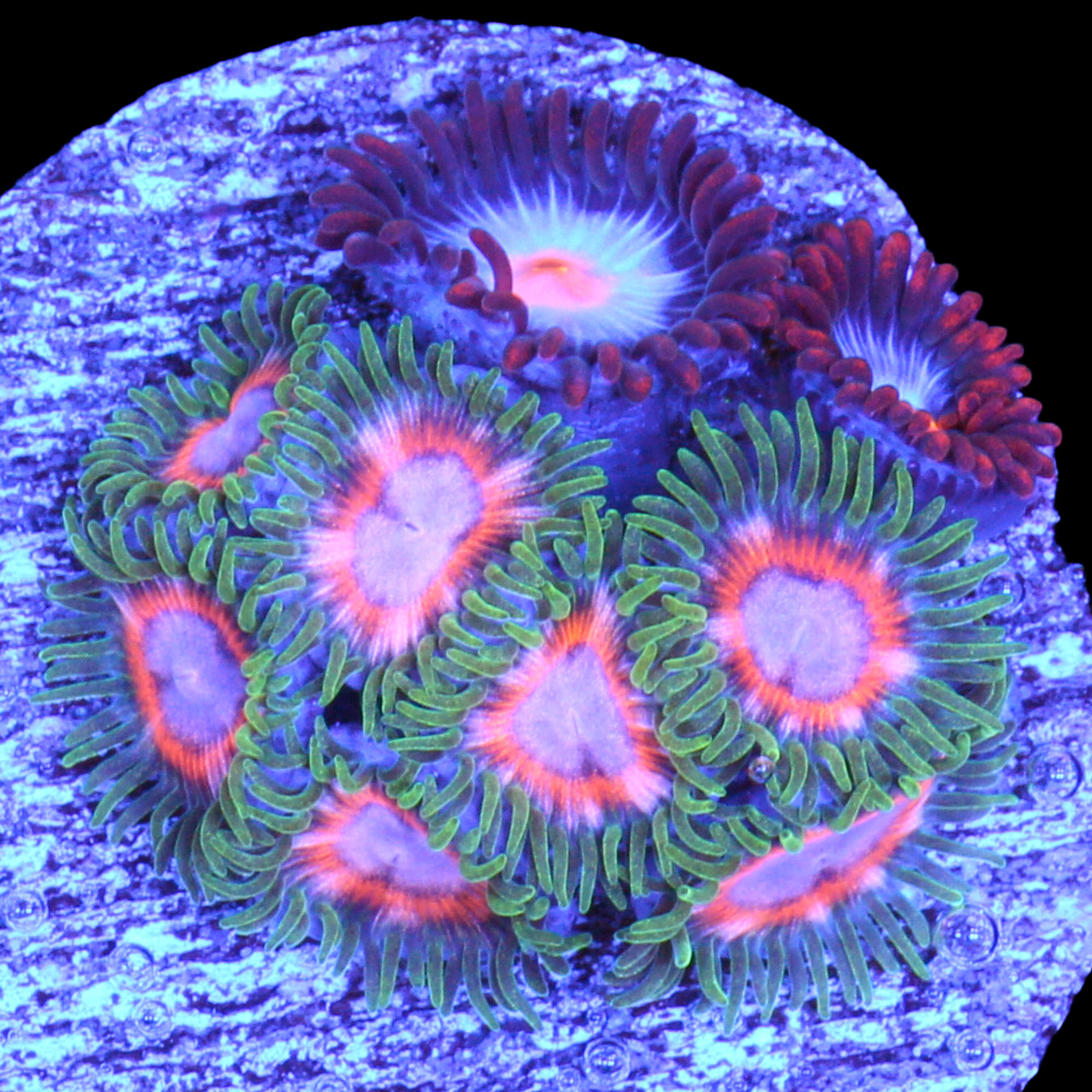 Vivid's Pokerface & Mystique Combo Zoanthids