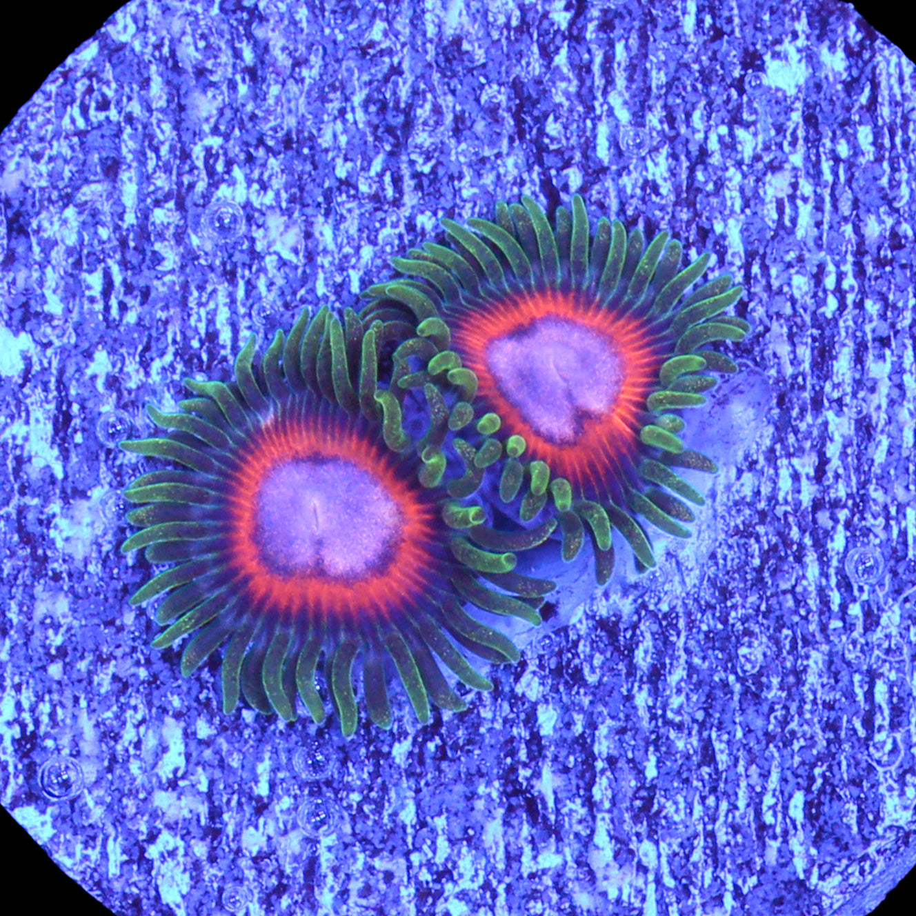 Vivid's Pokerface Zoanthids