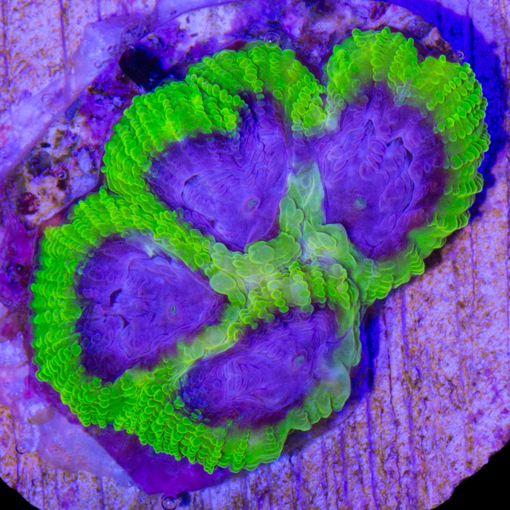 Vivid's Raptors Peace Favia