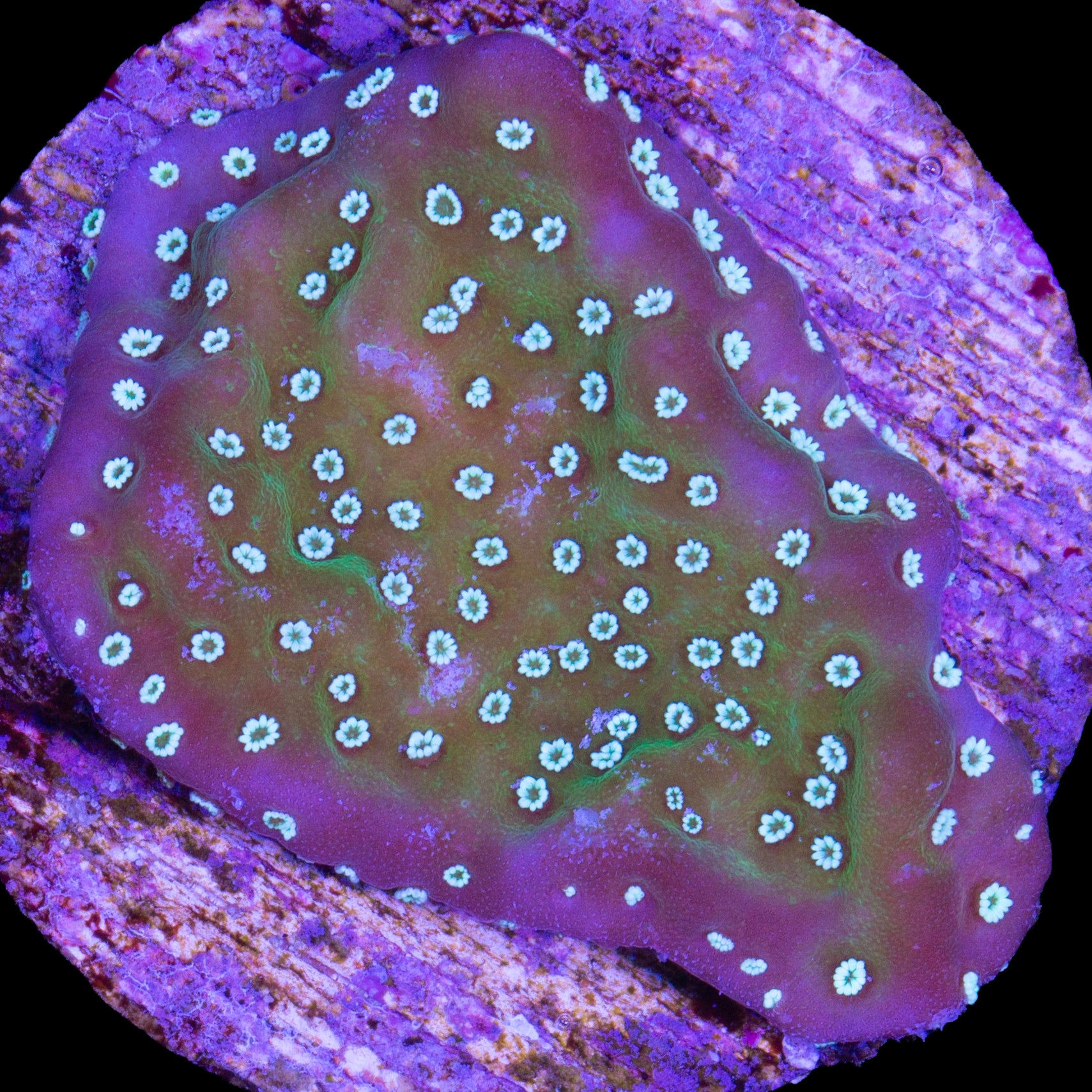 Vivid's Purple Rim Montipora Undata