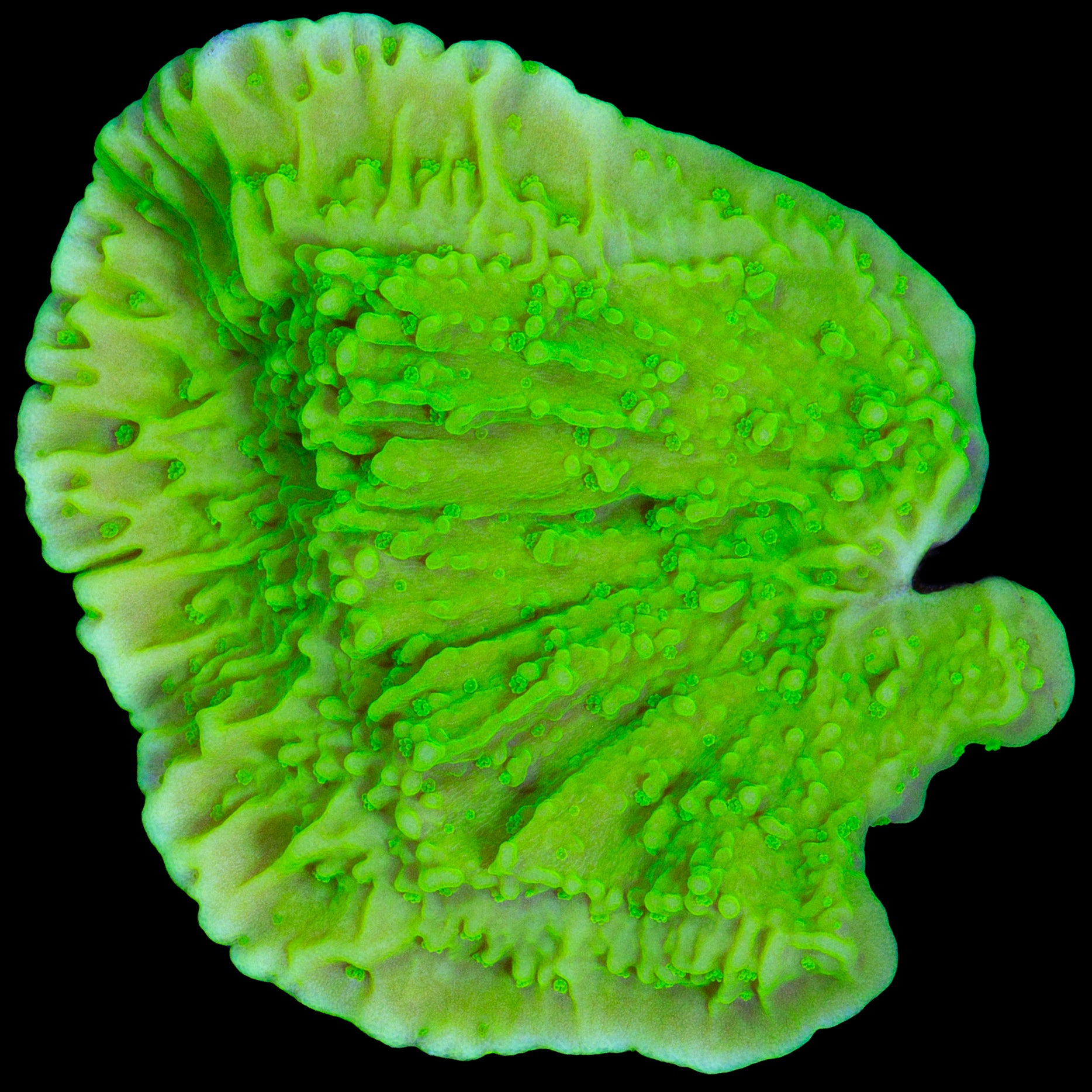 Vivid's Green Apple Montipora Capricornus Coral