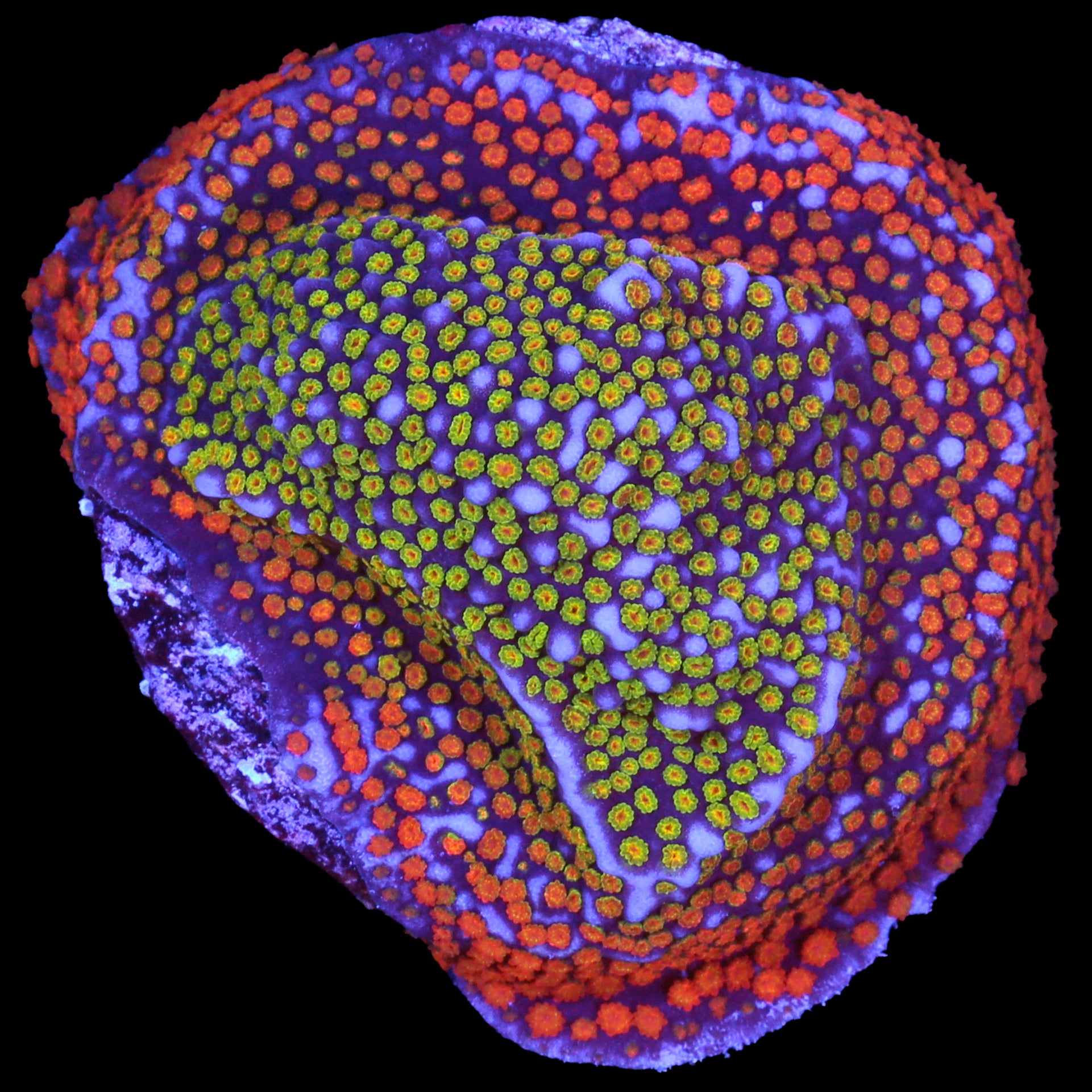 Vivid's Rainbow Montipora
